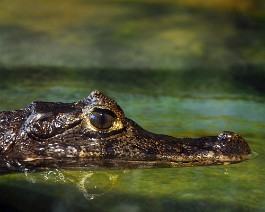 aligator_1 Aligátor