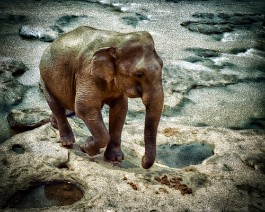 Slon indický - Kandy Slon indický - Kandy