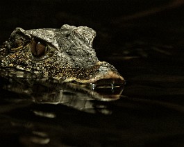 aligator_2 Aligátor