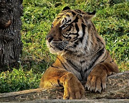 Tygr sumaterský Tygr sumaterský