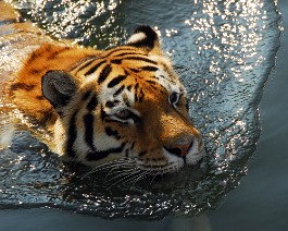 Tygr sumaterský Tygří koupel