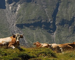 alpske_kravy Milka - alpská kráva